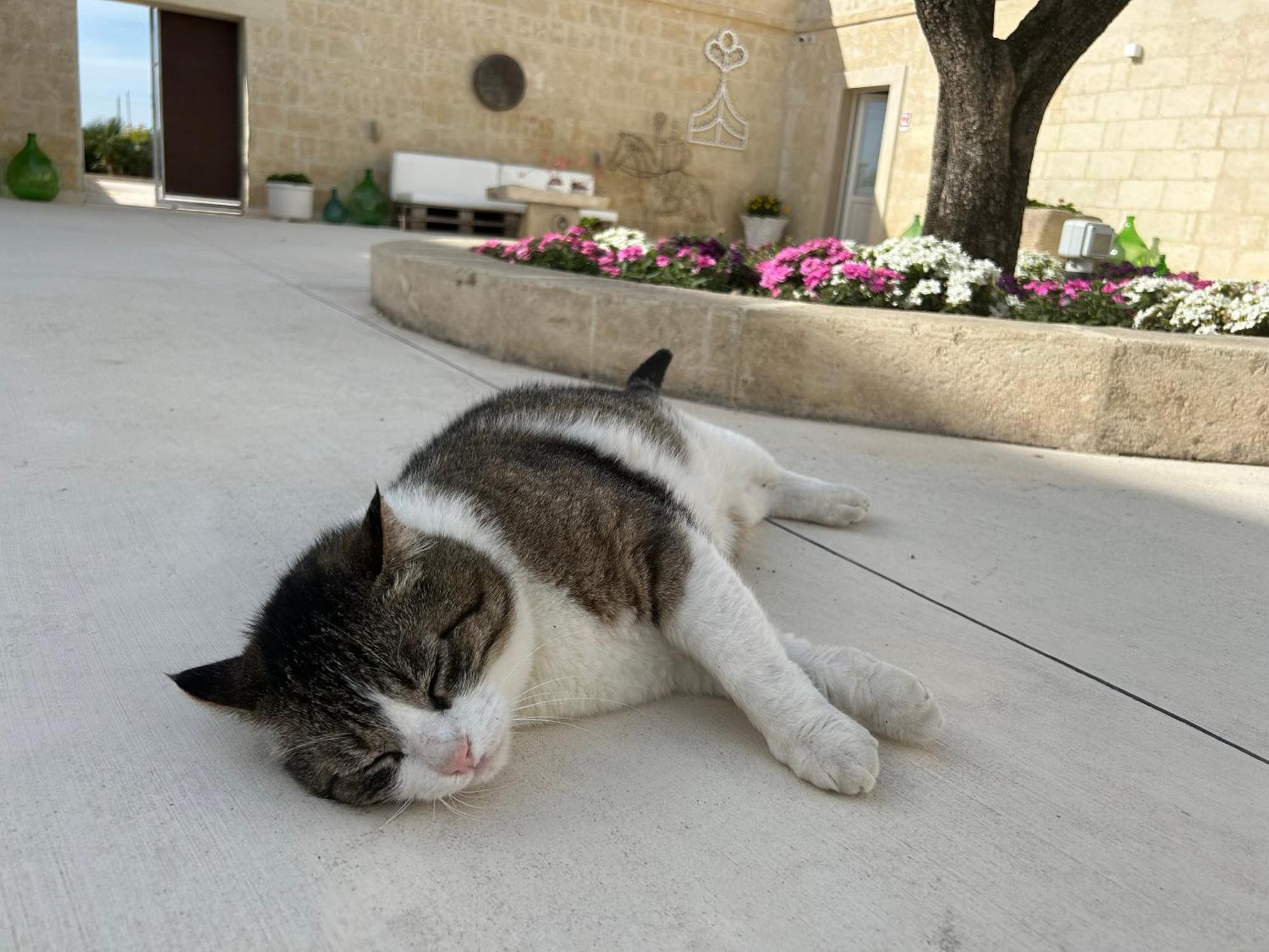 Masseria Spiga Gravina in Puglia Exterior photo